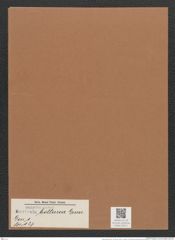 Navicula bottnica Grun. (de-Toni-Nr.: Genus 1, Species 127) Zeichnungen Sammlung Grunow Mappe 00111 (Herbarium_W_Grunow_drawings_Folder_00111)
